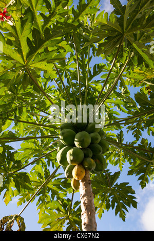 Papaya tree Stock Photo