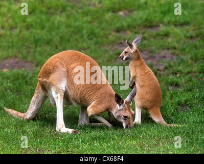 Red Kangaroo (Macropus rufus), female with joey Stock Photo