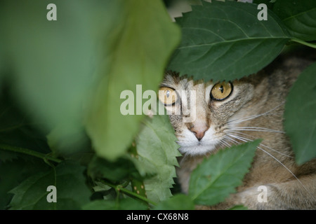 Portrait of a domestic tabby cat Stock Photo - Alamy