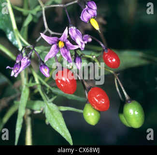Bittersweet Nightshade, Deadly Nightshade (Solanum dulcamara), flowering plant with berries Stock Photo
