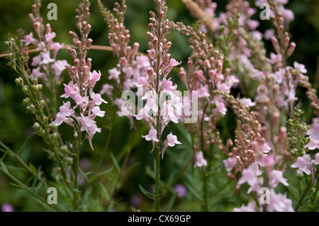 Linaria Purpurea growing on waste ground, East Sussex. Stock Photo