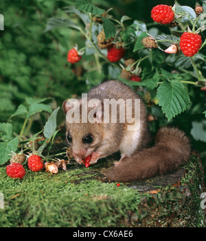 Edible Dormouse (Glis glis) on a tree trunk, eating raspberries Stock Photo