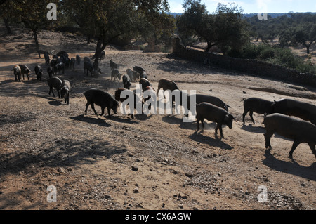 'pata negra' Iberian pigs together on hot summer day. Stock Photo