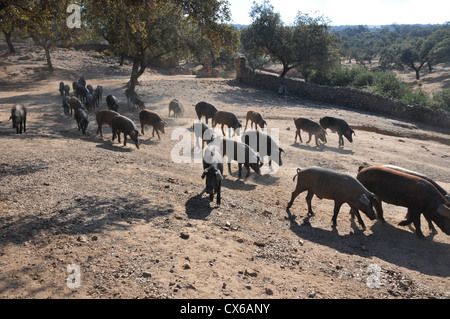 'pata negra' Iberian pigs together on hot summer day. Stock Photo