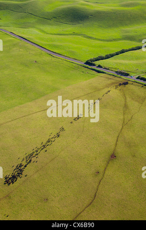 Cattle, Ranch Land, Kohala Mountain Road , Route 250, North Kohala, Big Island of Hawaii Stock Photo