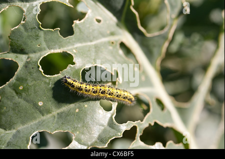 leaf damage due to cabbage white butterfly can be controlled by biological control with parasitic wasps Stock Photo