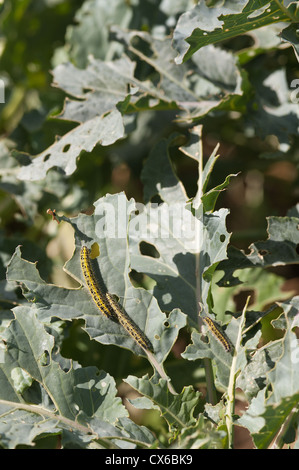 leaf damage due to cabbage white butterfly can be controlled by biological control with parasitic wasps Stock Photo