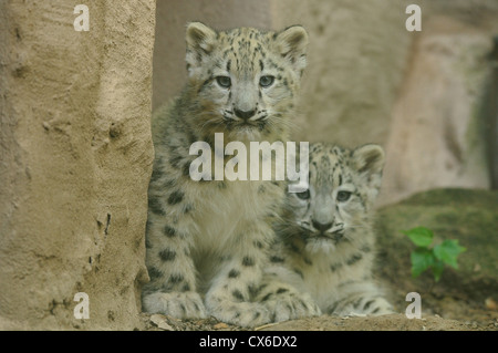 young snow leopards Stock Photo