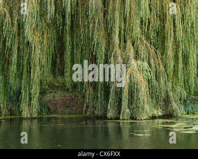 Weeping willow tree hanging over a river, UK Stock Photo