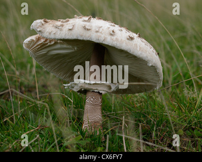 Horse Mushroom – Agaricus arvensis, UK Stock Photo