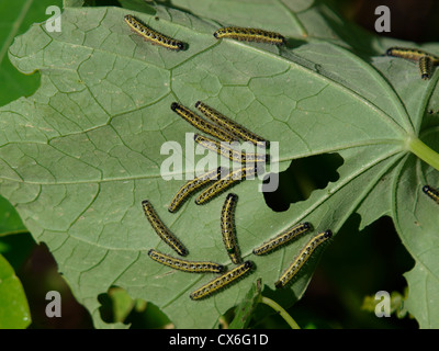 Large Cabbage White caterpillars, UK Stock Photo