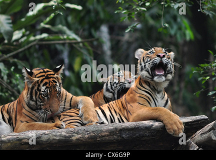Three Playful Tigers Stock Photo