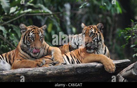 Three Playful Tigers Stock Photo