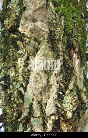 Elder Sambucus nigra Caprifoliaceae Stock Photo