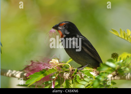 Lesser Antillean Bullfinch destroying Red Power Puff flower for Nectar Stock Photo