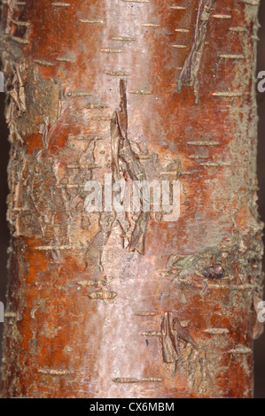 Silver Birch Betula pendula Betulaceae Stock Photo