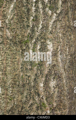 Aspen Populus tremulus Salicaceae Stock Photo