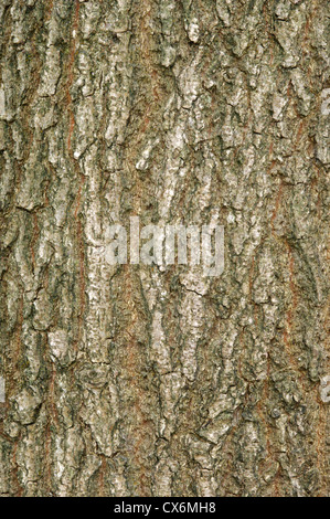 Sessile Oak Quercus petraea Fagaceae Stock Photo