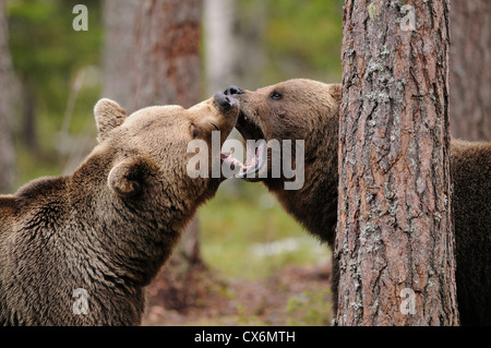 Play fighting brown bears in a forest in Finland Stock Photo