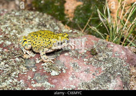 Green Toad Anaxyrus debilis Douglas, Cochise County, Arizona, United States 17 September Adult Bufonidae Stock Photo