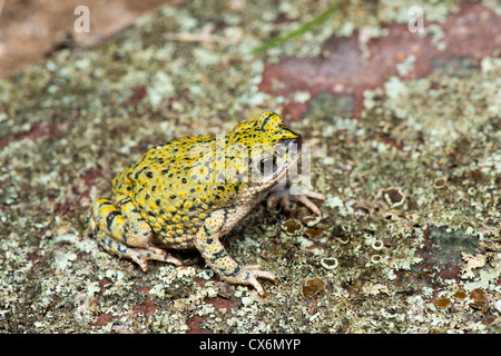 Green Toad Anaxyrus debilis Douglas, Cochise County, Arizona, United States 17 September Adult Bufonidae Stock Photo