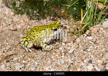 Green Toad Anaxyrus debilis Douglas, Cochise County, Arizona, United States 17 September Adult Bufonidae Stock Photo