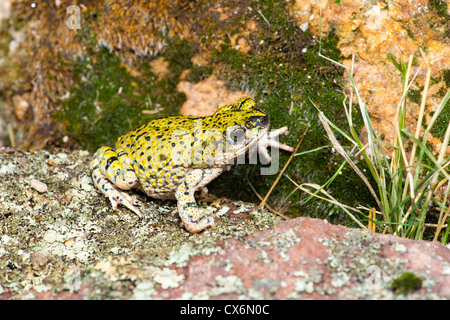 Green Toad Anaxyrus debilis Douglas, Cochise County, Arizona, United States 17 September Adult Bufonidae Stock Photo