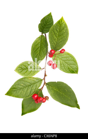 Cotoneaster leaves and berries isolated against white Stock Photo