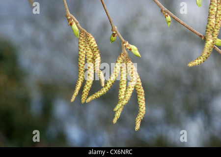 European Hop-Hornbeam Ostrya carpinifolia (Betulaceae) Stock Photo