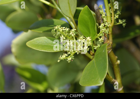 New Zealand Broadleaf (also known as Kapuka) Griselinia littoralis Stock Photo