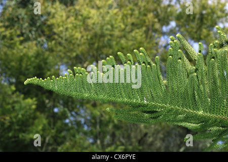 Norfolk Island Pine Araucaria heterophylla (Araucariaceae) Stock Photo
