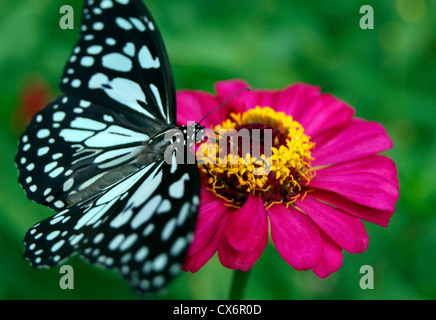 Butterfly flower Honey Sucking.Glassy Tiger Butterfly Sitting on Red dahlia and enjoy drinking honeys.Monsoon scenes of Kerala Stock Photo