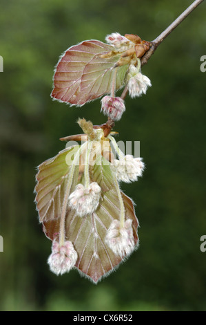 Beech Fagus sylvatica Fagaceae Stock Photo