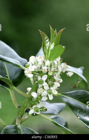 Holly Ilex aquifolium Aquifoliaceae Stock Photo