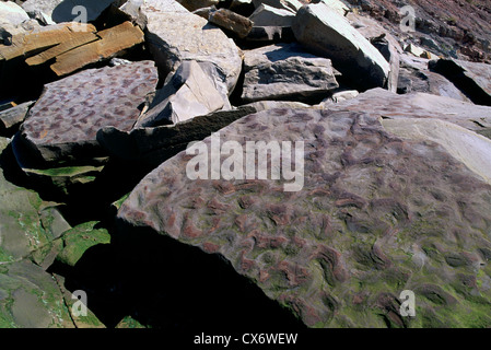 Coal Age Fossils at Joggins Fossil Cliffs, Joggins, Nova Scotia, Canada Stock Photo