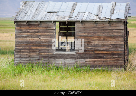 A horned owl sitting, resting in an old wood shed on the window seal Stock Photo