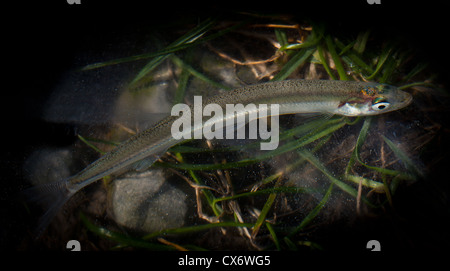 New Zealand Smelt (Retropinna retropinna), also known locally as Silveries or Cucumberfish. One of the six 'Whitebait' species. Traditional food. Stock Photo