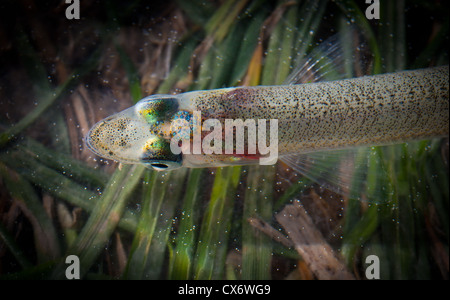 New Zealand Smelt (Retropinna retropinna), also known locally as Silveries or Cucumberfish. One of the six 'Whitebait' species. Traditional food. Stock Photo