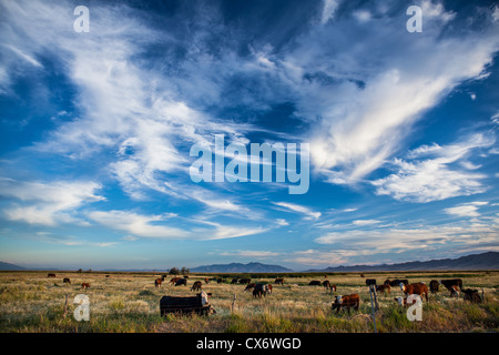 Crazy sky over a herd of cows, in rural Utah