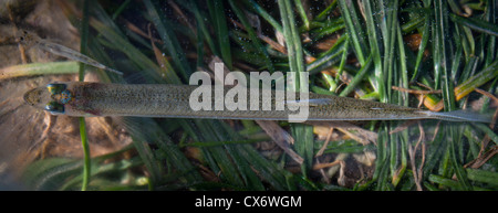 New Zealand Smelt (Retropinna retropinna), also known locally as Silveries or Cucumberfish. One of the six 'Whitebait' species. Traditional food. Stock Photo