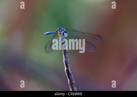 Blue Dasher (Pachydiplax longipennis) Dragonfly perched on a twig at Buttertubs Marsh, Nanaimo, Vancouver Island, BC, Canada Stock Photo