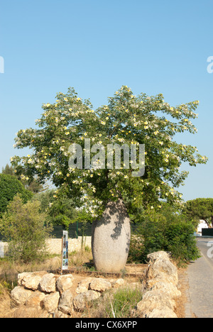 A White Floss Silk tree (Chorisia insignis), also known as a Kapok or Drunken tree, growing in southern Portugal. 2012. Stock Photo