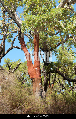 ALGARVE, PORTUGAL. A Cork Oak tree (Quercus suber), with recently-stripped bark. Stock Photo