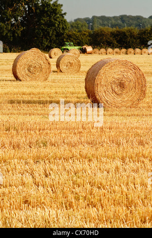 Freshly rolled golden hay bales in farmers recently harvested agricultural field Stock Photo