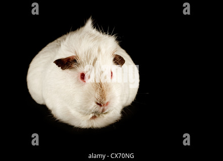 The guinea pig a common and cute small family pet available from pet shops, isolated on a black background Stock Photo