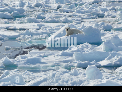 Polar Bear relaxing on floating ice off the coast of Spitsbergen, Svalbard. Stock Photo