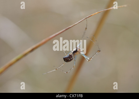 A spider hanging from a branch Stock Photo