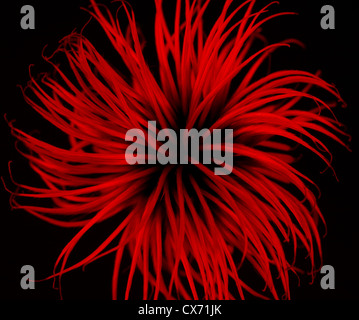 Neon Clematis seed head abstract - Artistic Stock Photo