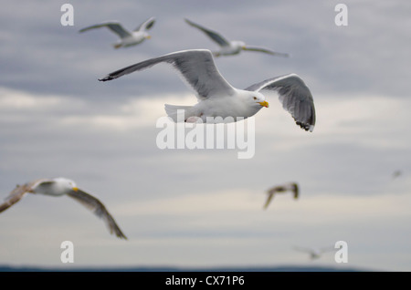 Big herring gull flies in front of birds flock Stock Photo