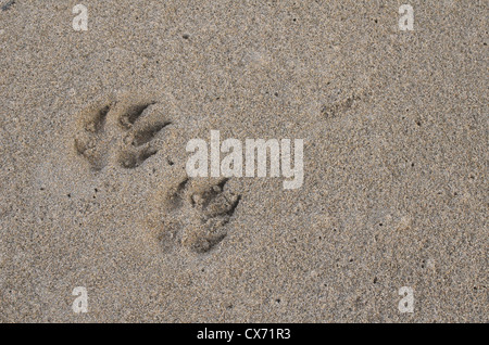 Footprints / tracks of dog in damp sand of beach / shoreline. Perranporth beach, Cornwall. Stock Photo